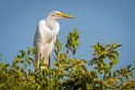 026 Brazilie, Santarem, grote zilverreiger